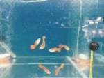 guppy red