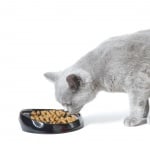 "Wisker 1" - Комфортна хранилка за персийски и британски котки