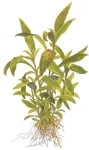 Hygrophila 'Siamensis 53B' potted