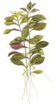 Ludwigia repens 