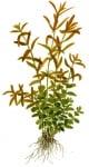 Rotala rotundifolia potted