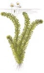 Egeria densa bunched