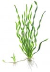 Vallisneria 'Asiatica' bunched