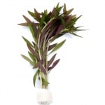 Limnophila aromatica