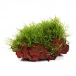 Taxiphyllum barbieri върху лава камък