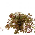 Ludwigia palustris potted