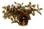 Ludwigia repens 'Rubin'