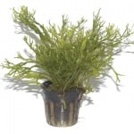 Microsorum pteropus 'Windeløv'