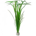 Vallisneria americana 'Natans'