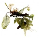 Aponogeton madagascariensis Апоногетон мадагаскарски