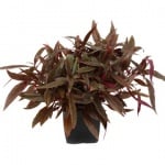 Alternanthera reineckii