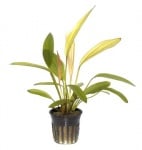 Echinodorus 'Red Diamond'