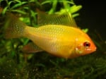 Mikrogeophagus altispinosa gold Боливийско “рамирези” - 3-3.5см