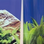 JBL FIXOL - Лепило за фон за аквариуми 50мл