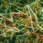 Limara, Ливадно сено с моркови, 15л