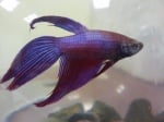 Betta Purple XL