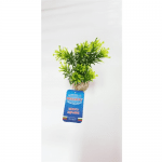 Растение Papirus Medium 15см от Sydeco, Франция