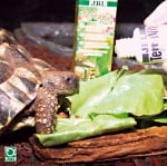 JBL TerraVit Fluid - Мултивитамини за терариумни животни /течност/  50мл