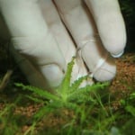 JBL Plantis - пластмасови скоби за закрепване на растенията в пясъка - 12 бр