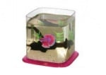 Аквариум Betta Paradise 1,9л - различни цветове на основата