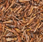 JR FARM Скакалци - Скакалците набавят нужните протеини на Вашия домашен любимец.