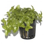 Bacopa caroliniana potted
