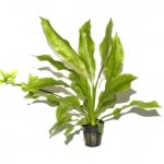 Echinodorus bleheri potted