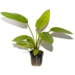 Echinodorus cord.ssp. fluitans potted