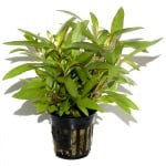 Hygrophila 'Siamensis 53B' potted