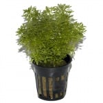 Limnophila sessiliflora potted