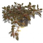 Ludwigia repens 