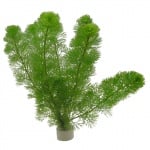 Cabomba caroliniana var. caroliniana