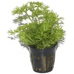 Ceratopteris thalictroides potted