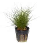 Eleocharis parvula