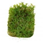 Monosolenium tenerum