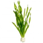 Vallisneria 'Asiatica' bunched