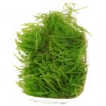 Vesicularia ferriei 'Weeping' portion