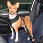 Tommi, Нагръдник за куче, черен, XS