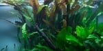 "Cryptocoryne usteriana" - Растение за аквариум
