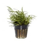 Lilaeopsis brasiliensis Лилеопсис бразилиензис