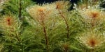 Myriophyllum tuberculatum Мирофилум червен
