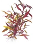 Alternanthera reineckii