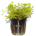 Micranthemum Sp. Бебешки сълзи, Перлена трева