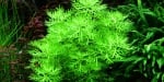 "Hottonia palustris" - Растение за аквариум