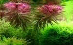 "Limnophila aromatica" - Растение за аквариум