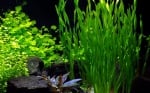 "Vallisneria 'Asiatica' bunched" - Растение за аквариум