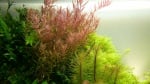 "Rotala rotundifolia potted" - Растение за аквариум