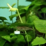 Ferrotabs - Основна тор, концентрирана в разтворими таблеткиж - 30таб.