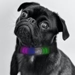 Doggy Village, Интерактивен светещ нашийник за кучета с цветен LED дисплей