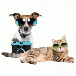 Пяна за почистване без изплакване за котки Pet Head Fizzy Kitty Mousse – 190 мл.